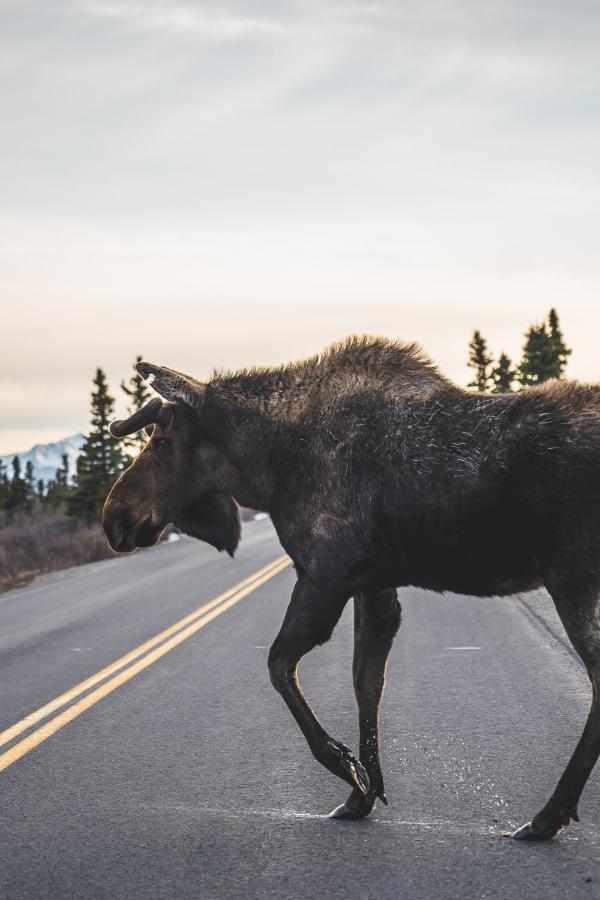 Denali Wild Stay - Moose Cabin, Free Wifi, 2 Private Bedrooms, Sleep 6 Healy Kültér fotó